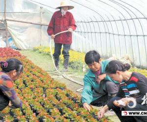 大棚内种植花卉